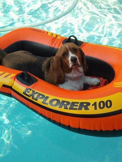 Who Said Basset Hounds Cant Swim Basset Dog Basset Hound Beagle