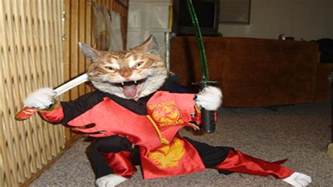 Ninja Cats Ninja Cats Compilation Part 2 Funny Cats Funnycattv