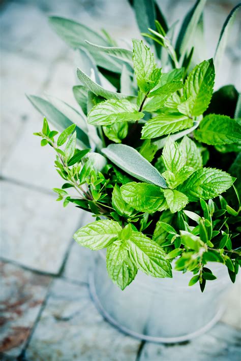 Fragrant Plants Outdoors Indoor Most For Containers Full Sun