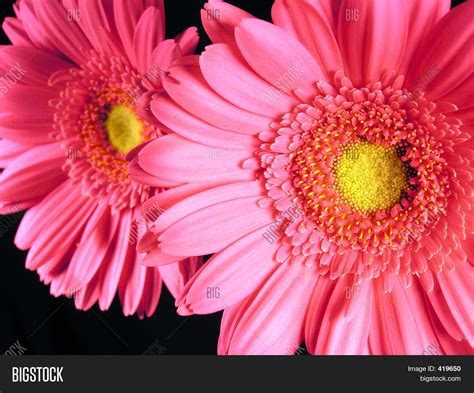 Pink Gerber Daisies Image And Photo Free Trial Bigstock