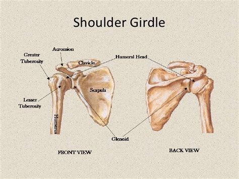 Diagram Of Shoulder Blade Snapping Scapula Best Shoulder