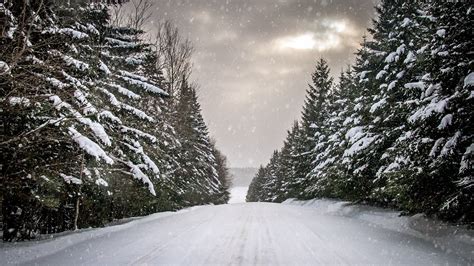 Road Between Snow Covered Trees Snowfall Background Hd Winter