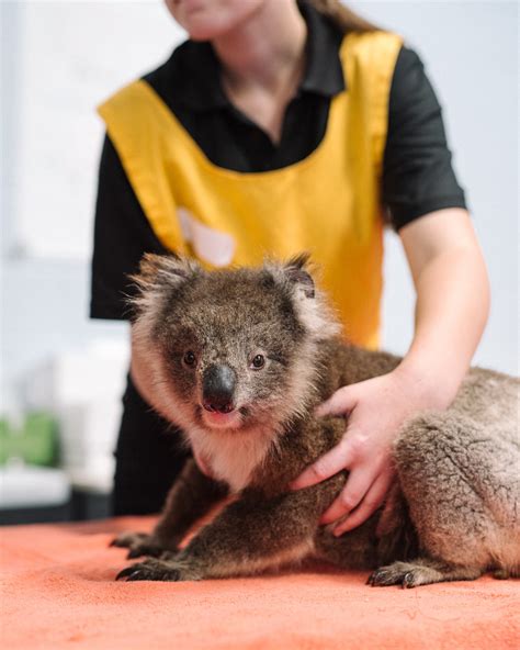 About — Adelaide Koala Rescue