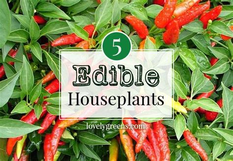 Beautiful Edible Houseplants To Grow For Food And Decor Houseplants