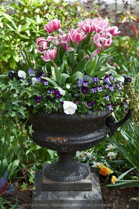 Beautiful Garden Urn Planted For Spring Color Garden Containers
