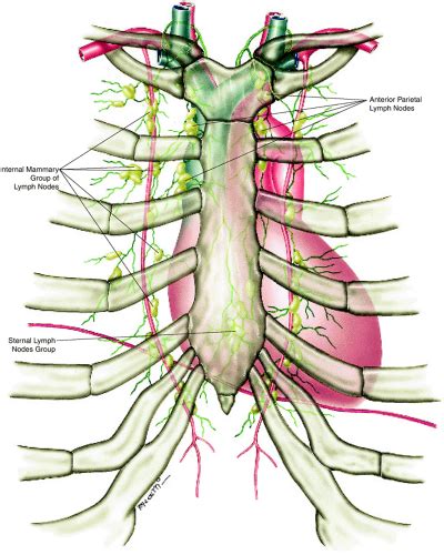 Instant Anatomy Thorax Vessels Lymphatics Nodes