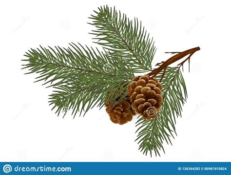 Cedar Pine Branch With Cones Isolated Without A Shadow Naturein The