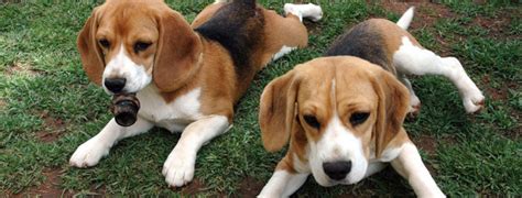 Beagle Harrier Breed Guide Learn About The Beagle Harrier