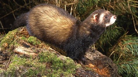 Conservationists Polecats Spreading Across Britain Bbc News