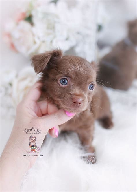 Chocolate Chihuahuas For Sale Teacup Puppies And Boutique Teacup