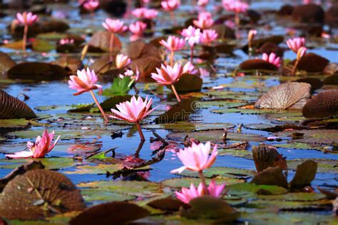 The Sea Of Red Lotus Lake Nong Harn Udon Thani Thailand Stock Image