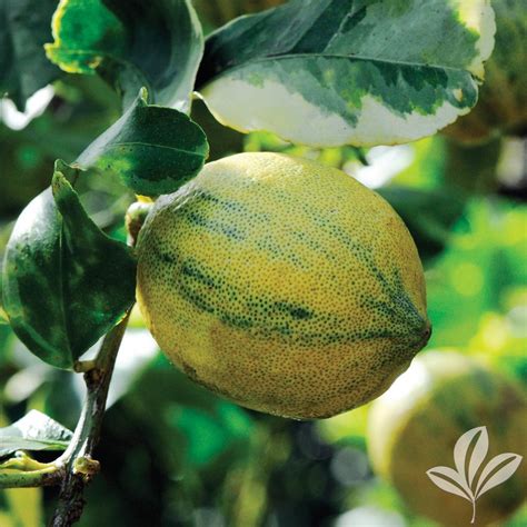 The key to growing fruit trees in louisiana is to select hybrid trees that are adapted to. Louisiana Trees — Saxon Becnel & Sons