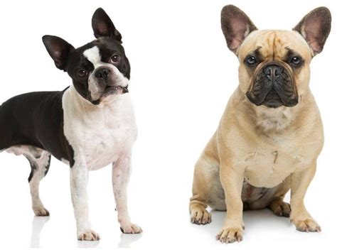 Boston Terrier Vs French Bulldog Methods To Inform The Distinction