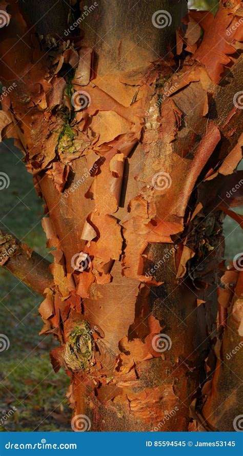 Paperbark Maple Stock Image Image Of Griseum Smooth 85594545
