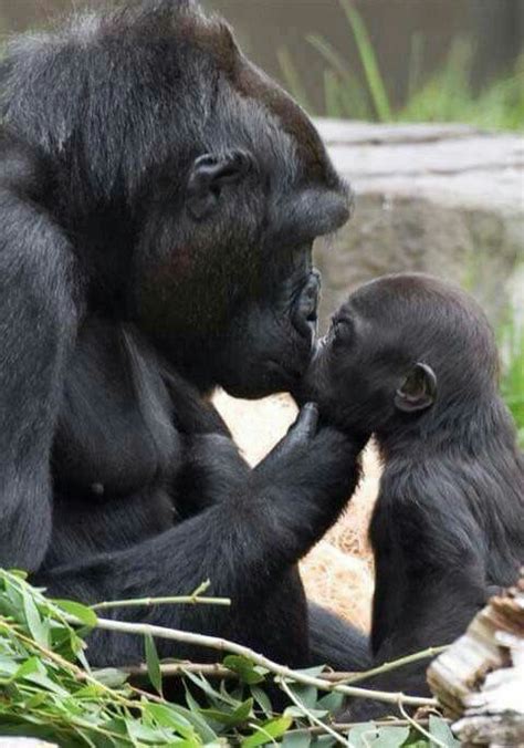 Estas Fotografías De Animales Con Sus Crías Te Robarán El