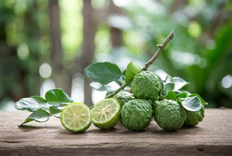 9 Kaffir Lime Leaves Substitutes The Best Substitutes And Their