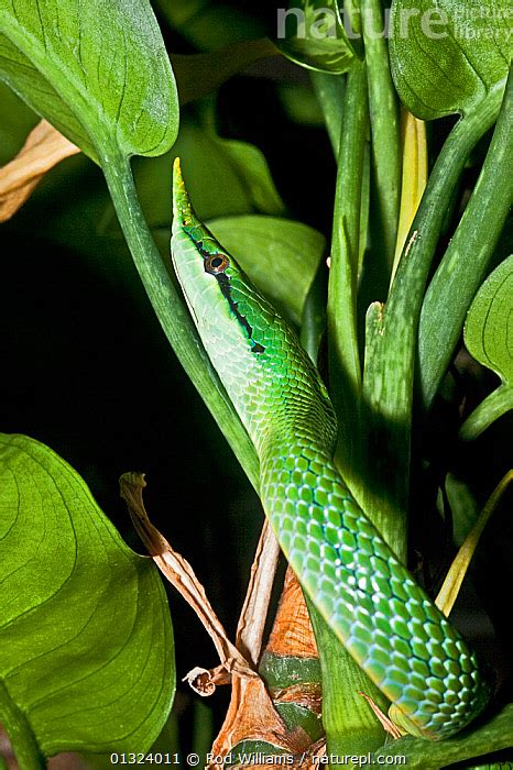 Recklessly Vietnamese Green Tree Snake