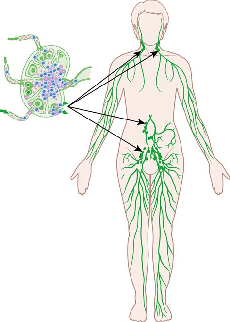 Diagram In Pictures Database Lymph Nodes Lymphatic System Diagram