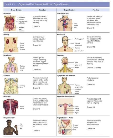 Organs Systems And Their Functions Organ Systems And Their Functions