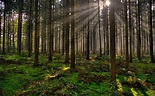 Cuáles son los beneficios ambientales de los bosques pulmones del ...