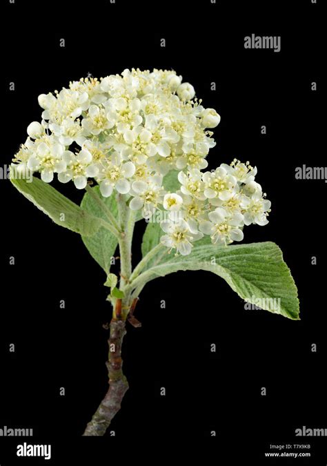 Silvery Spring Foliage And Creamy Flowers Of The Hardy Whitebeam Tree