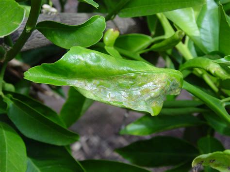 Lemon Tree Leaf Fungus