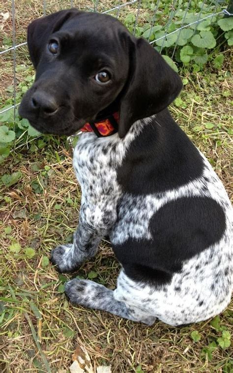 The german shorthaired pointer gets along well with children, but caution should be exercised with young children as the german shorthaired pointer is quite. Black And White German Shorthaired Pointer | Puppies, Dogs ...