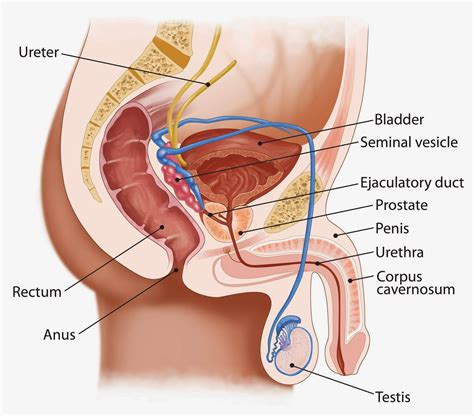 The male reproductive system consists of the penis, testes, epididymis, ejaculatory ducts, prostate, and accessory glands. Dr.Senthil Kumar Homeopathy Clinic - Velachery - Panruti ...