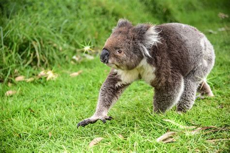 Bear Koala Animal Free Photo On Pixabay