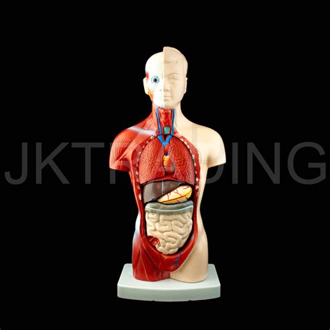 Anatomical Model Human 26cm Unisex Torso Medical Skeleton Anatomy