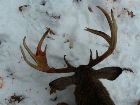 Chemung County Buck Deer Hunting Hunting New York Ny Empire State