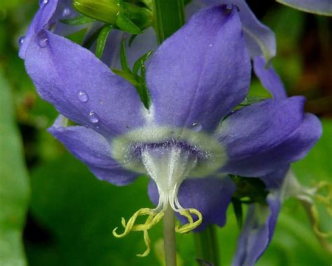 If You Are Wondering About How To Plant Care And Propagate Campanula