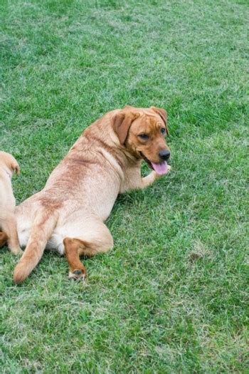 English fox red lab puppies for sale in wisconsin. Female Fox Red Labs and Female Lab Puppies from Apple Tree ...
