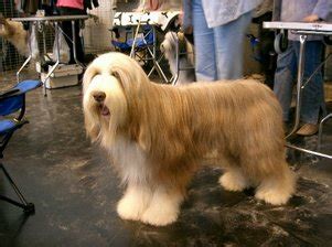 bearded collie dog breed information puppies pictures