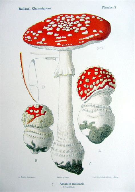 Antique Poisonous Fungus Amanita Muscaria Lithograph 1910 Original