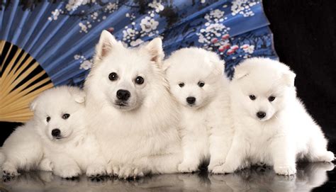Japanese Spitz Dog Breed Information Temperament And Health