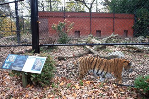 What To Know About Reopening Of Zoo June 1 Only In Bridgeport