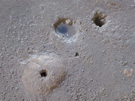 Crab Holes In Wet Sand Free Stock Photo Public Domain Pictures