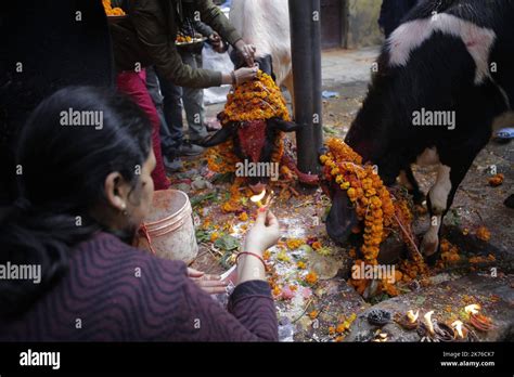 Nepalese Devotees Worship A Cow During Gai Tihar The Cow Worshipping