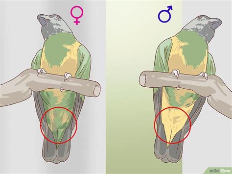 How To Tell The Sex Of Parrots 12 Steps With Pictures Artofit
