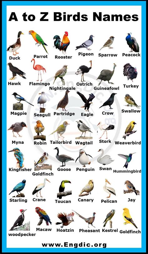 A To Z Birds Names List In English With Pictures Birds Name List