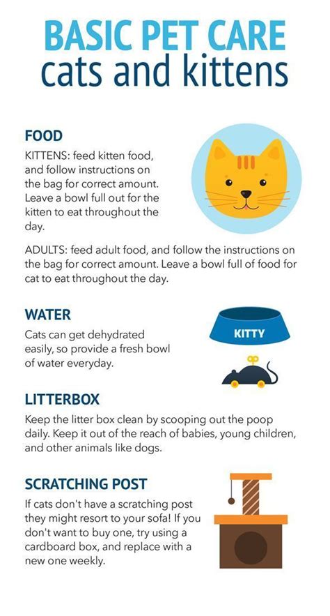 First Time Cat Owner Check Out This Guide On How To Provide Basic Care