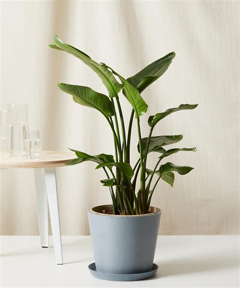 Buy Extra Large Potted Bird Of Paradise Indoor Plant Bloomscape