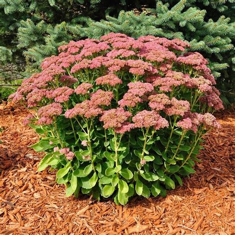 45 In Quart Autumn Joy Sedum Stonecrop Live Hardy Perennial With