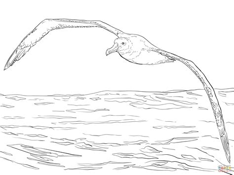 Dibujo De Albatros Viajero En Vuelo Para Colorear Dibujos Para