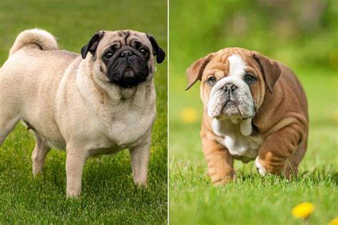 English Bulldog Pug Mix An In Depth Guide To Bull Pugs