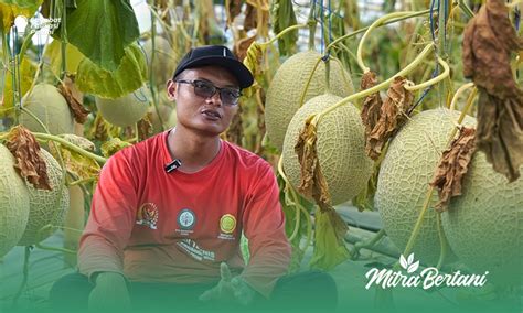 Budidaya Melon Jelajahi Mudahnya Perawatan Tanaman Melon Di Greenhouse