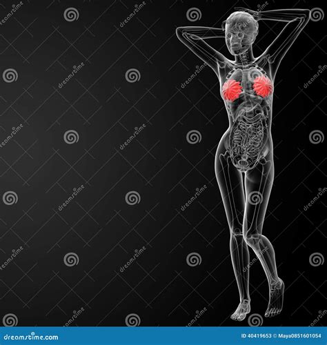 Female Breast Anatomy Stock Illustration Illustration Of Nipple 40419653