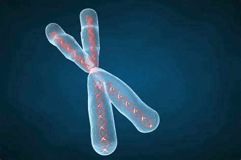 Fine Or Ultrastructure Of Chromosome Biology