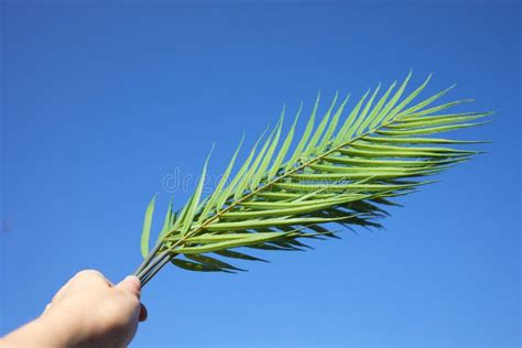 Palm Sunday Concept Palm Leaf Om Blue Sky Background Celebration